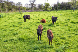 Waygu Cattle