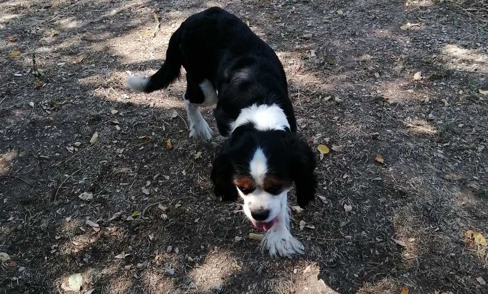 Köpek Oteli Bodrum Countryranch