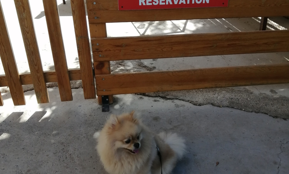 Köpek Oteli Bodrum Countryranch