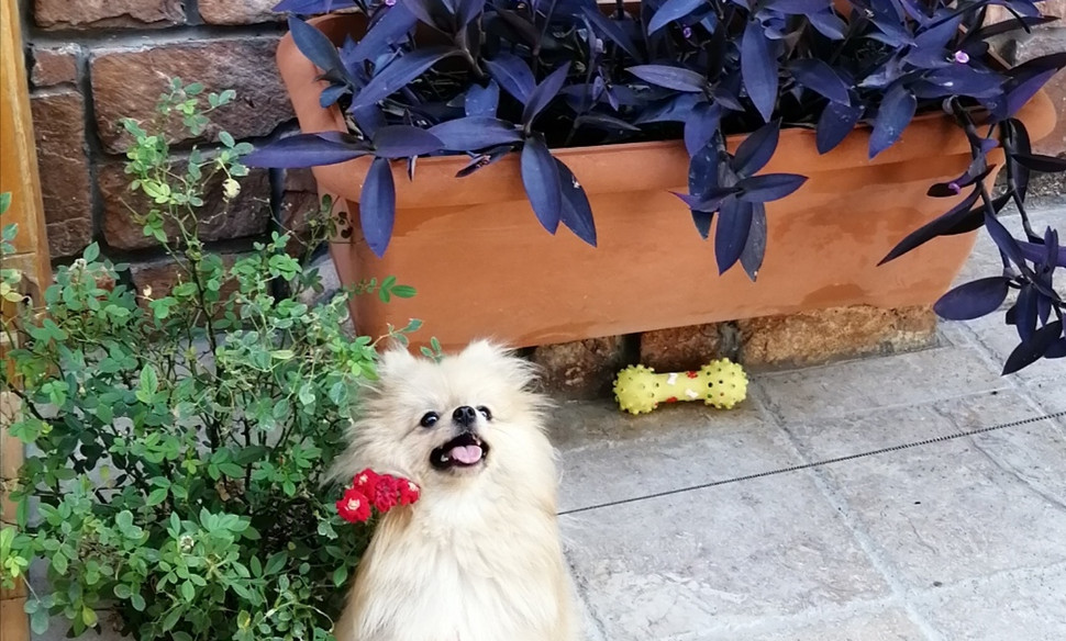 Köpek Oteli Bodrum Countryranch
