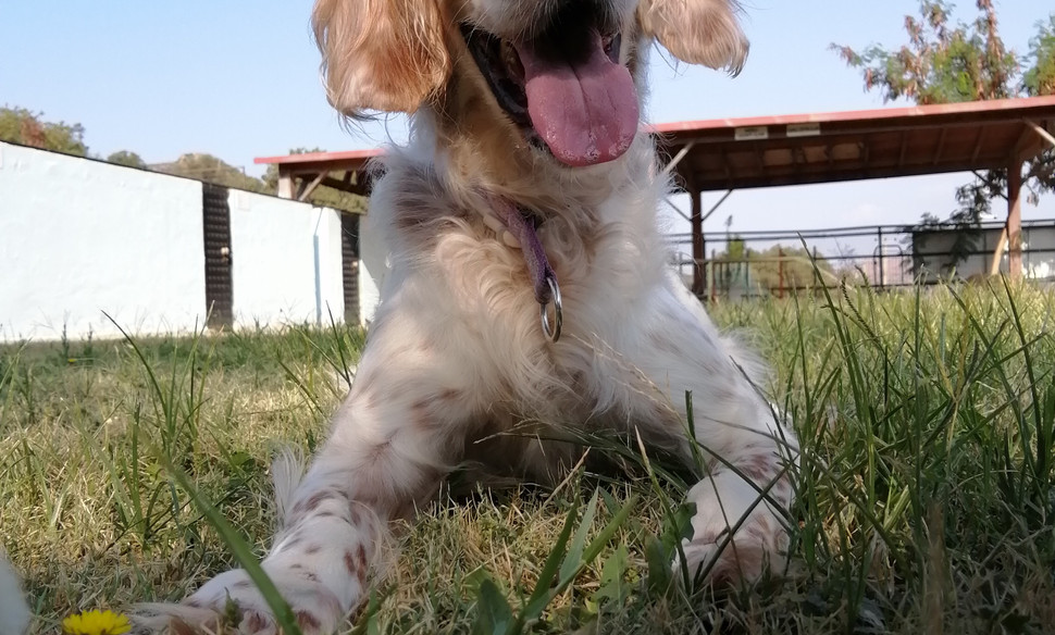 Köpek Oteli Bodrum Countryranch