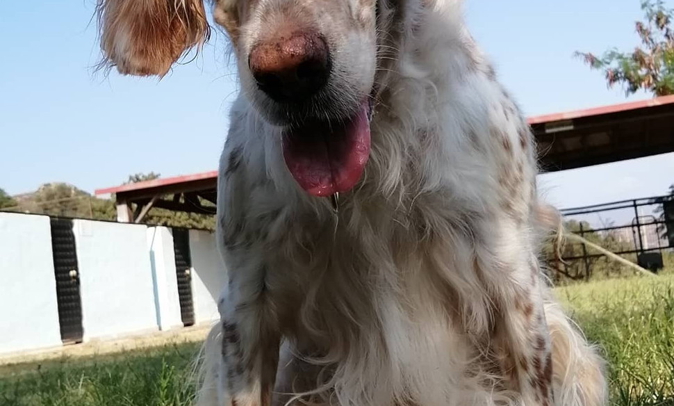 Köpek Oteli Bodrum Countryranch