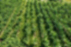 Copia-de-DJI_0214-Eduardo-Bonamico-scaled-e1668557455288.jpeg