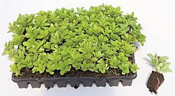 micromottes de sédums