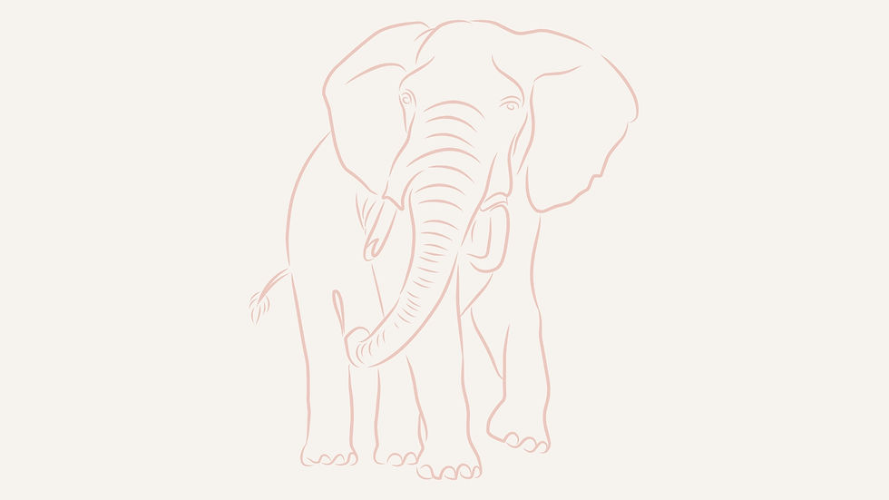 hand drawn elephant