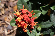 Ixora
