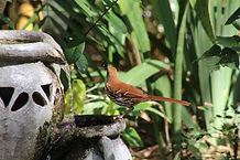 Brown Thrasher