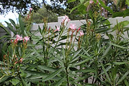 Oleander