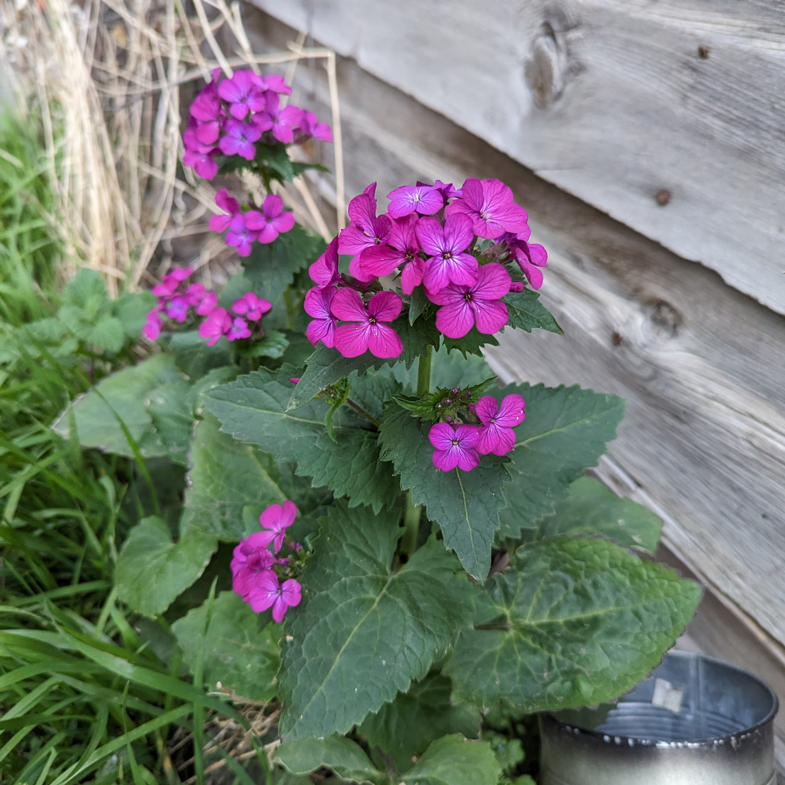 Flowers - Money Plant