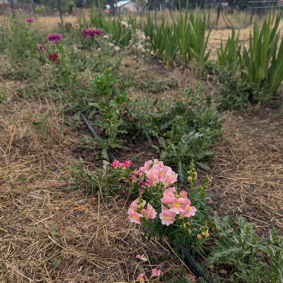 Thumbnail: Flowers - Snapdragons