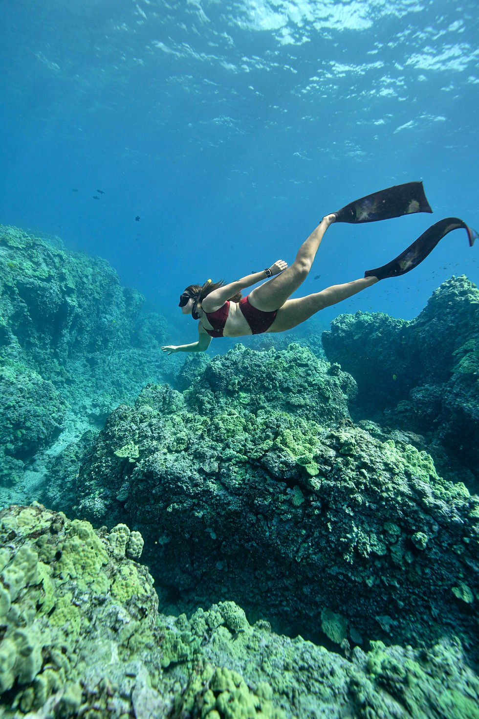 snorkeling kona's reef
