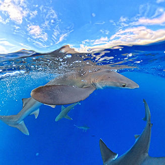 shark side shot edited.jpg
