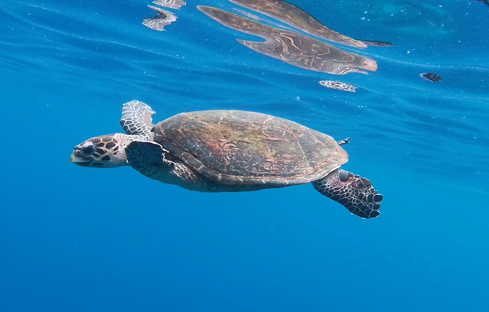 Turtle in Hawaii