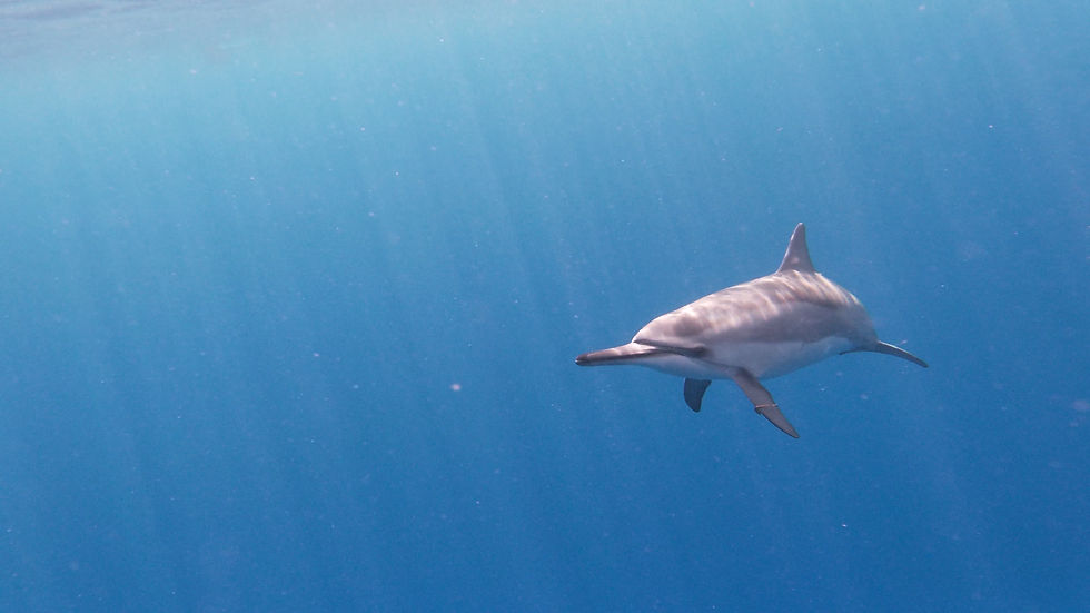 Local Kona spinner dolphin