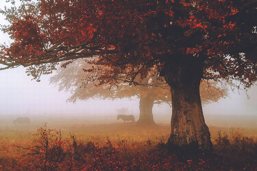 Pastoral / Pastirski pejzaž