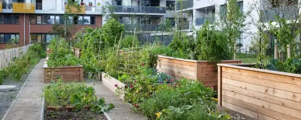 Jardin potager du Wohnprojekt à Vienne