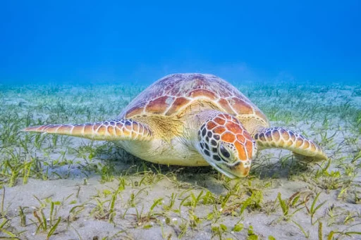 Tortue verte broutant de l'herbe