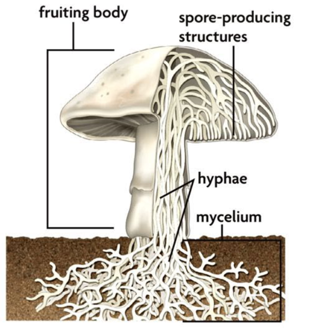 Sectional drawing of a mushroom