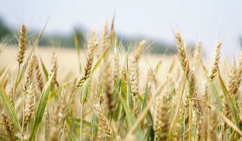 Engineering Plastic in Biomass Energy Applications