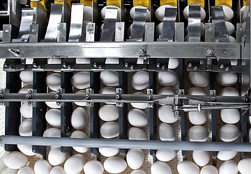 Partitions for Egg Sorting Machines