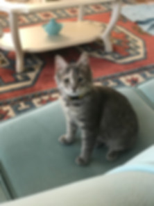kedi sahiplendirme ilanları