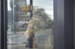Whistful Bear