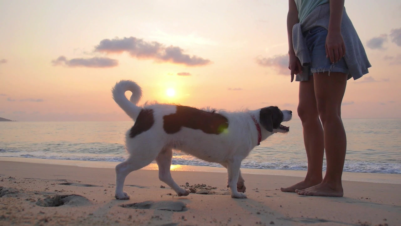 Absolute Control Dog Training Of Orlando