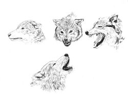 Estudio sobre Lobos #1