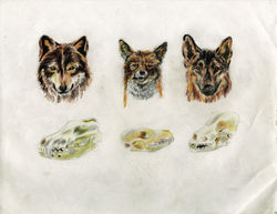 Estudios sobre lobos #2