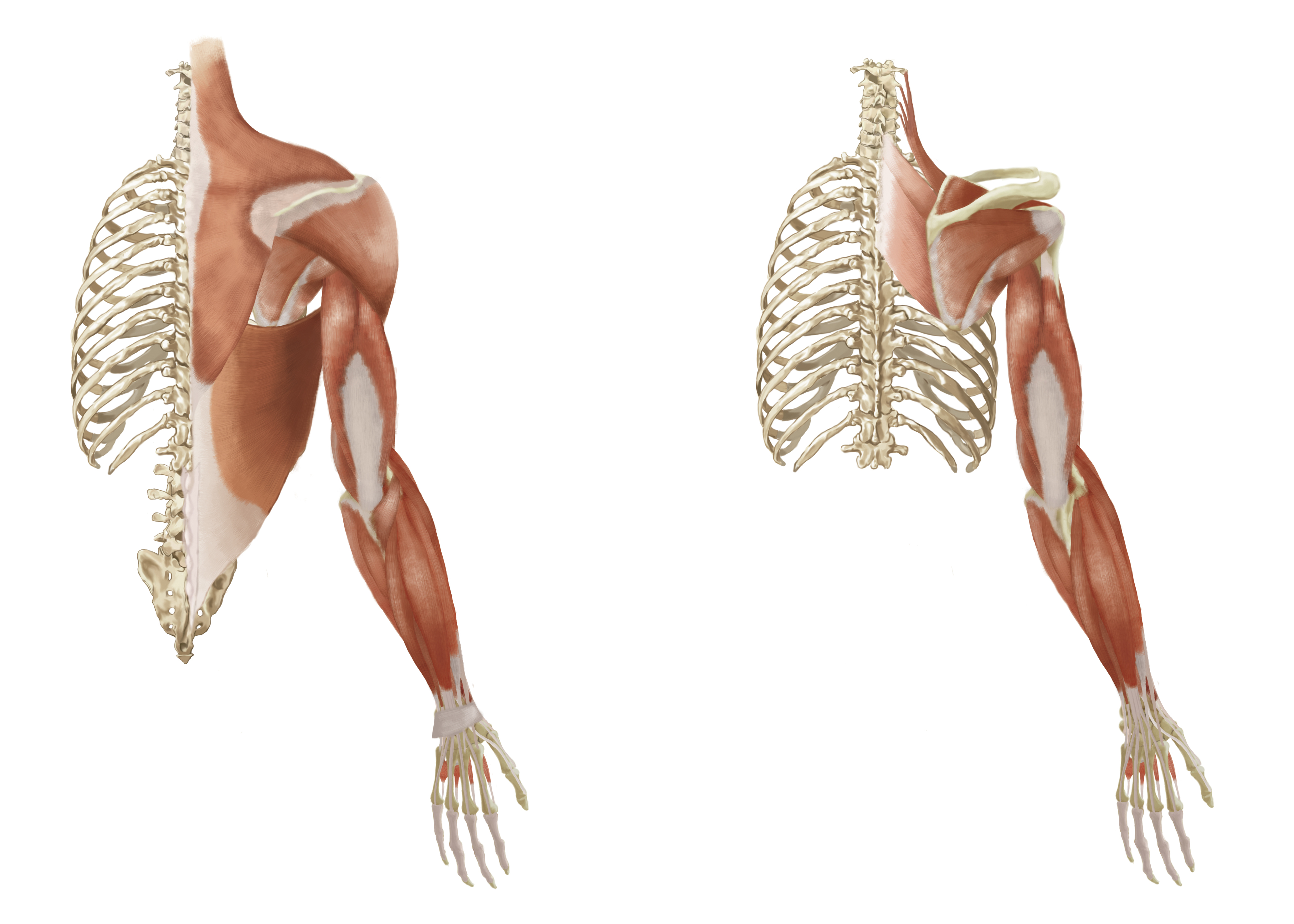 La vision posterior musculos pierna de