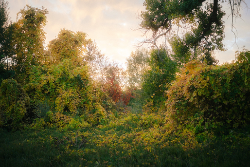 Autumn Gold - Photography by Bodie Nielsen.