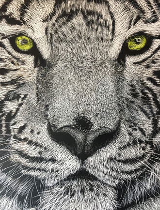 Tiger Eyes - Scratchboard by Amy Kregoski