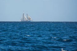 Fishing St. Croix - Deep Sea Island Charters-45