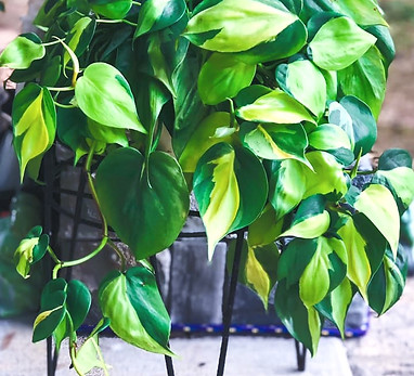 Philodendron Basil mother plant_edited.jpg