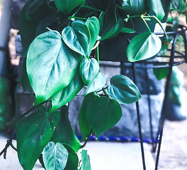 Heart leaf philodendron mother plant_edited.jpg