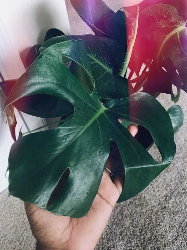 Plants Vs Pets plants-vs-pets