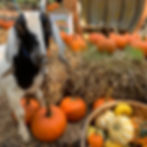 A goat stands among orange pumpkins and hay bales at a pumpkin patch. A basket holds assorted gourds, with "Pumpkin Patch" sign visible.