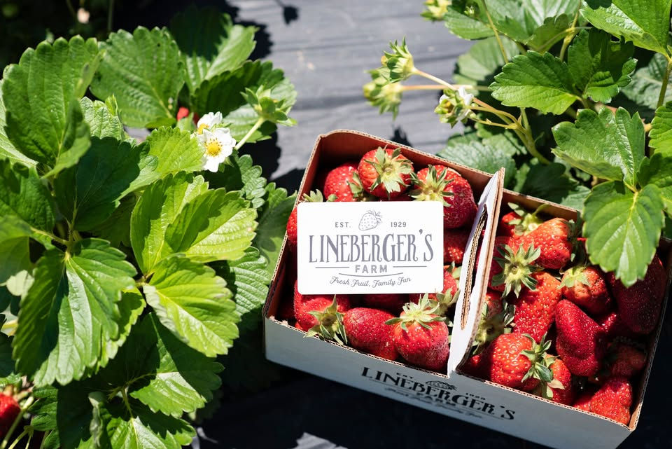 Gaston County Lineberger Farm