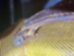 Thumbnail: 1957 Fender Champ