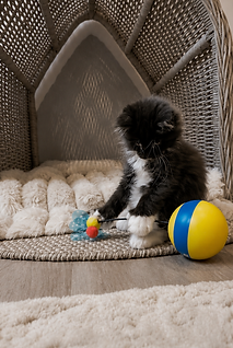 Cute Maine Coon kitten in the nursery at Tycoon Manor in Wimborne, Dorset