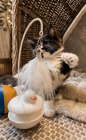 Maine Coon kitten playing in the nursery at Tycoon Manor in Wimborne, Dorset