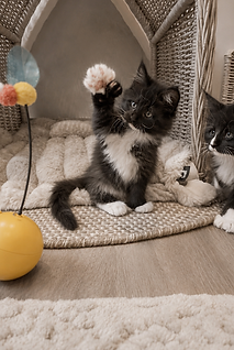 Maine Coon kittens in the nursery at Tycoon Manor in Wimborne, Dorset