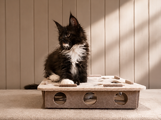 Maine Coon Kitten in the nursery at Tycoon Manor in Wimborne, Dorset