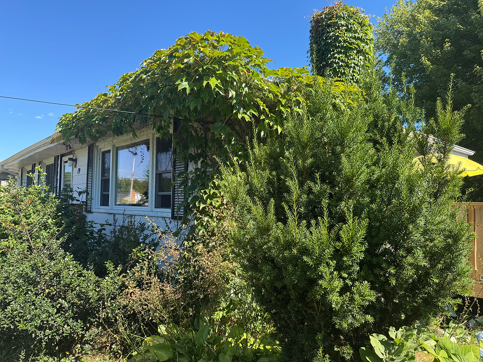 How Quickly Can You Get Rid of Rodents?