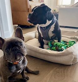Cute Pet Sitting in Lakewood Ranch Florida