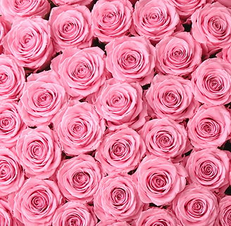 pink forever roses delivery