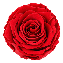 Single red preserved rose from Premium Roses