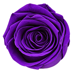Purple preserved rose - shop purple forever rose gift boxes that last a year