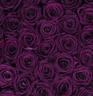purple forever roses gift box