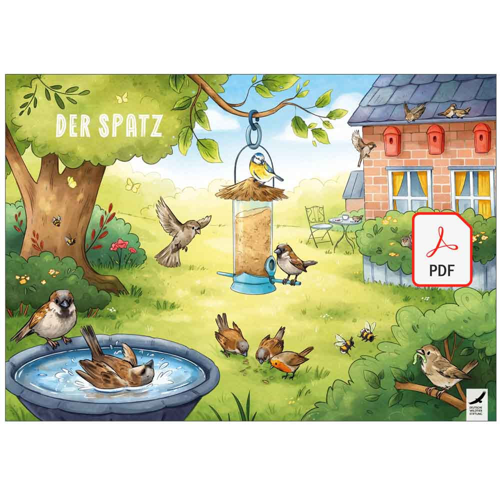 POSTER & WISSEN „Der Spatz“ als PDF